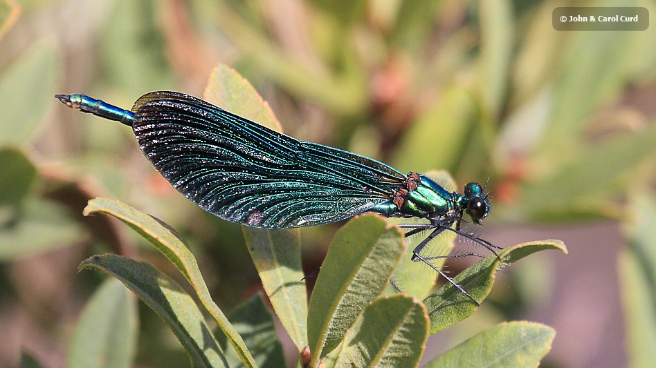 IMG_7449 Calopteryx virgo female.JPG